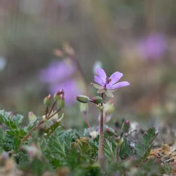 Tiny pink flower close up Stockfoto's