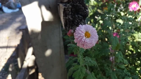 Tiny pink flower Stock Footage 119664635