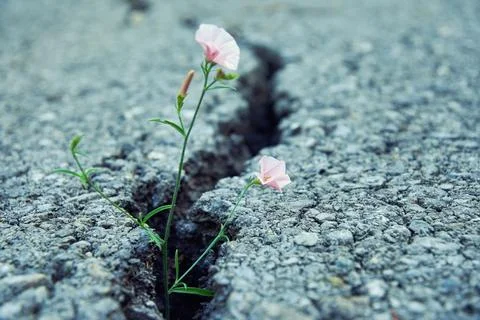 Tiny pink flower growth through the crack in old asphalt road Stock Photos
