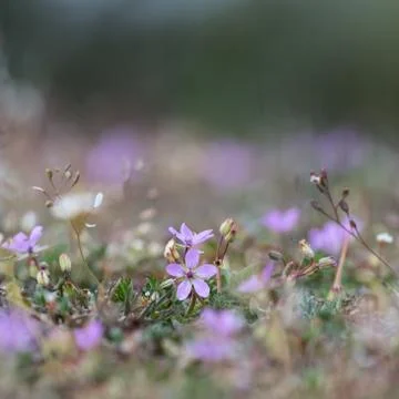 Tiny pink flower in a low angle image Foto stock