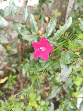 The tiny pink flower Foto stock
