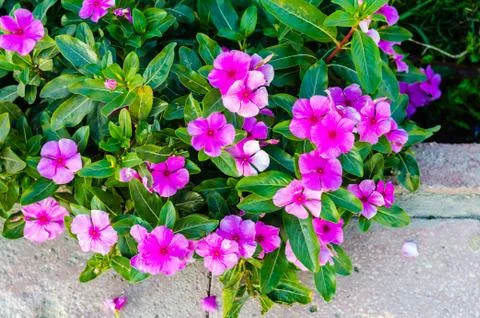 Tiny pink flowers - abstract background Stock Photos