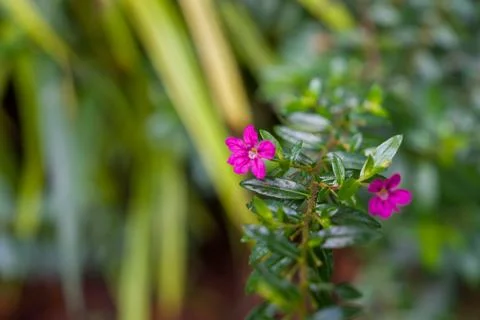 Tiny pink flowers bloom on a green leafy plant Stock Photos