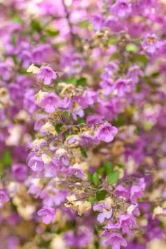 Tiny pink flowers close up Foto stock