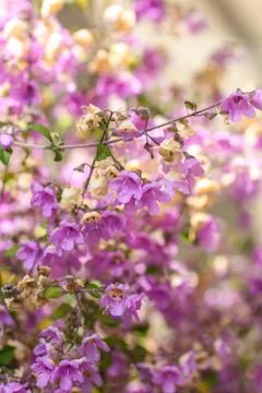 Tiny pink flowers close up Foto stock