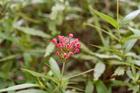 Tiny pink flowers cluster atop slender green stem Stock Photos