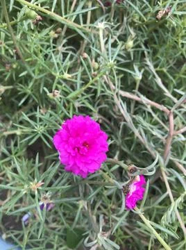 Tiny pink flowers in the garden Stock Photos