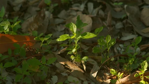 Tiny pink flowers hidden among dense green leaves. Stock Footage 324771056