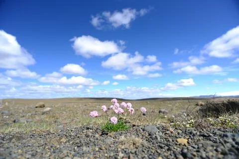 Tiny pink flowers in the middle of desert Stock Photos