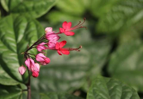 Tiny pink flowers Stock Photos