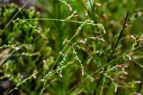 Tiny pink flowers in summer field Stock Photos