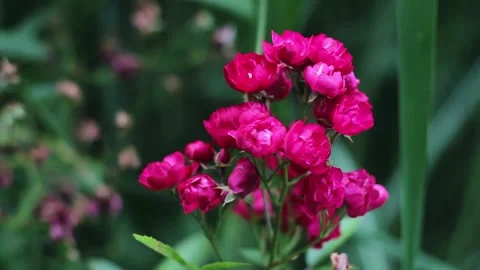 Tiny pink magenta red roses in a summer garden macro video Stock Footage 255082783