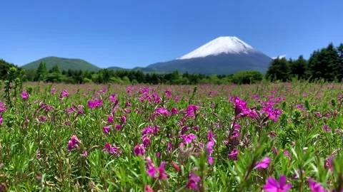 Tiny pink moss flower with Mount Fuji in late of May on spring season Stock Footage 244030923