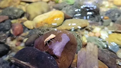 Tiny Pink Moth Resting on Wet River Stones Видео 330938598