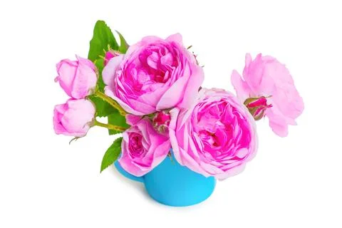 Tiny Pink Roses in a Blue Mug on White Stock Photos