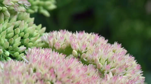 Tiny pink Sedum flowers up close, macro shot Video stock 54114062