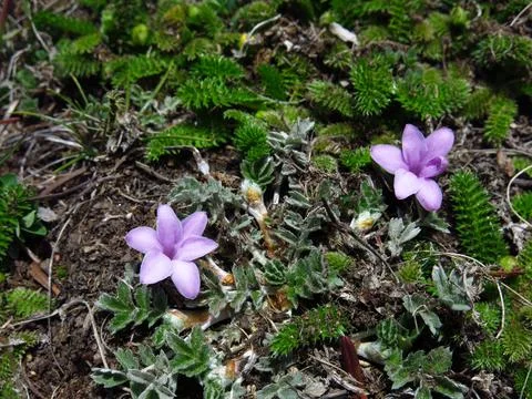 Tiny pink spring flowers growing in the Everest National Park, Nepal. Stock Photos