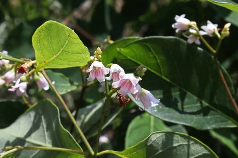 Tiny pink striped bell shaped flowers on a dogbane Stock Photos