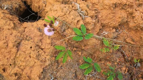 Tiny pink touch me not, Mimosa pudica, against dry cracked red soil. Stock Footage 101146004