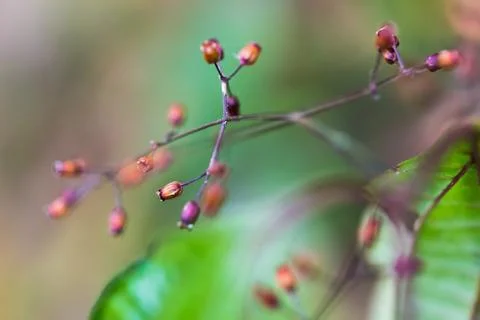 Tiny pink wild flower Stock Photos