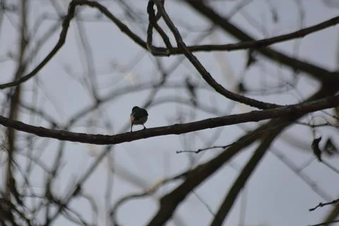 Tiny Plain Flowerpecker Seen from Behind on a Twig Stock Photos