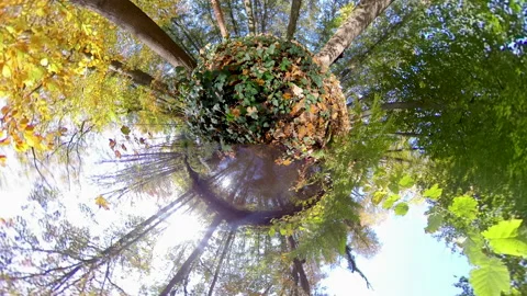 Tiny planet globe with full colored leaves in autumn Video stock 143996883