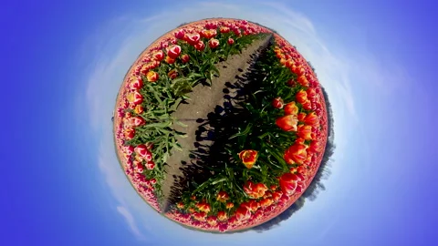 Tiny planet globe with full colored tulip flowers Video stock 144602056