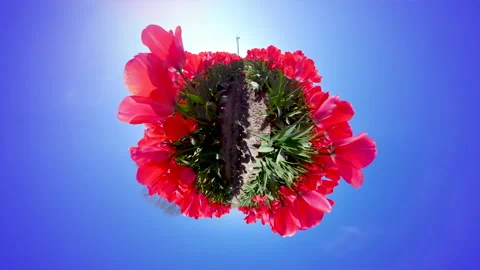 Tiny planet globe with full colored tulip flowers and wind turbine Video stock 144602204