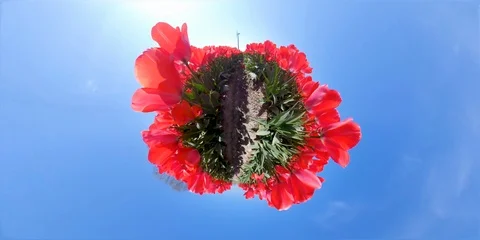 Tiny planet of typical Dutch landscape with tulip flower fields Video stock 107538384