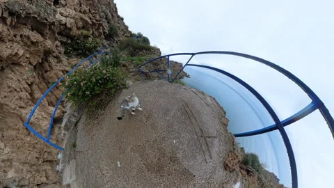 A Tiny Planet View of a Cat Playfully Extending Its Paw Toward the Camera, Set Stock Footage 296588339