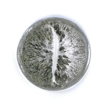 Tiny planet woodland Foto stock