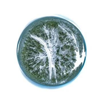 Tiny planet woodland Stock Photos