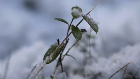 Tiny plant breaking through the snow, swaying in the wind Stock Footage 81599120