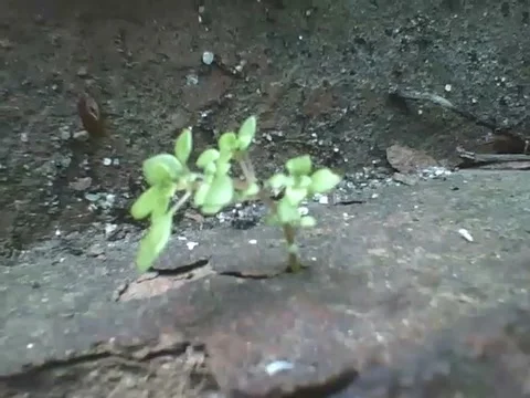 A tiny plant on the bricks, and many ants come and go at great speed Stock Footage 161210024