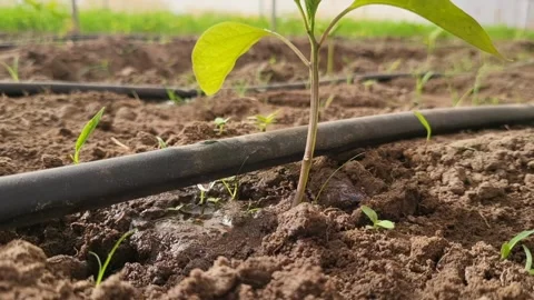 Tiny plant with droplets emerging from the drip system Stock Footage 276172815