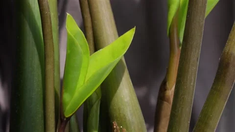 A tiny plant emerges from rich earth, bathed in warm natural light, representing Video stock 312213601