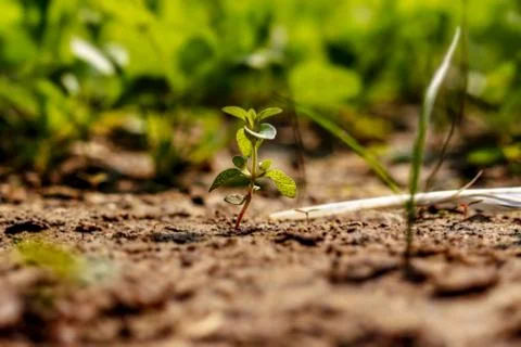Tiny plant in the garden, miniature version Stock Photos