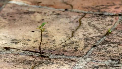 A tiny plant growing in the crack on the cement of a clay tile floor, in a fa Stock Photos