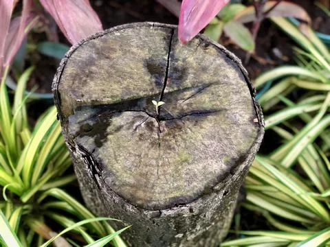 Tiny plant growing in the dead tree Stock Photos