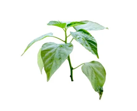 Tiny plant growing Stock Photos