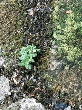 Tiny plant growing through stone crack showing natural resilience Stock Photos