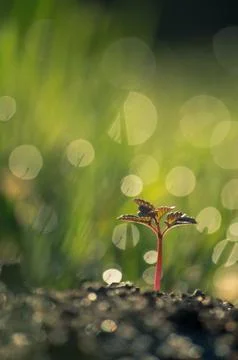 A tiny plant in the midst of grass. Stock Photos