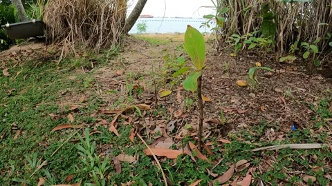 Tiny plant in nature 動画素材 155887729
