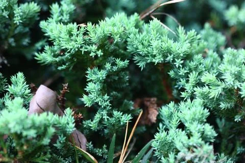 Tiny plant or bonsai Stock Photos