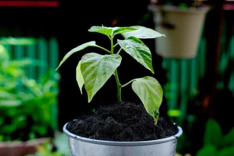 Tiny plant Stock Photos