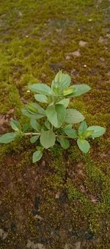 Tiny Plant Stock Photos