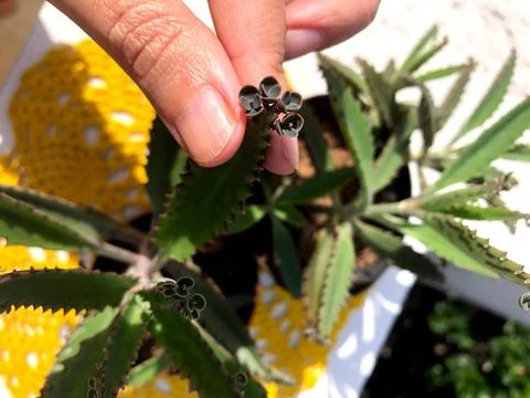 Tiny plant Stock Photos