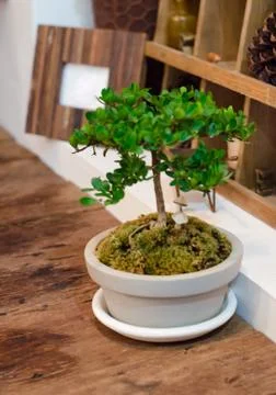 Tiny plant in pot Foto stock