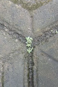 Tiny Plant Sprouting From a Concrete Wall Crack Stock Photos