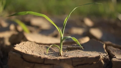 Tiny Plant Sprouting from Drought-Parched Ground Vídeo Stock 95946063
